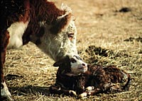 newborn calf