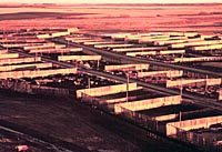 poundmaker feedlot