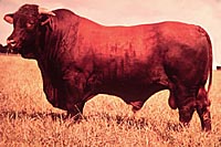 santa gertrudis