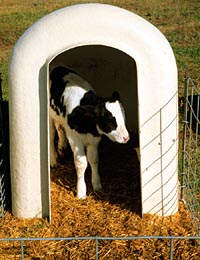 calf house holstein