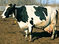 holstein