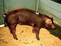 duroc