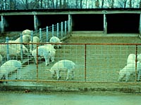 outdoor pens