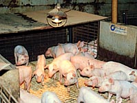 weaned piglets