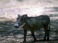 Wild pig