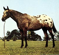 appaloosa