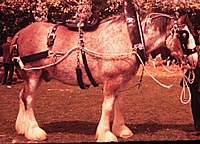 clydesdale