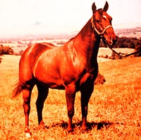 quarter horse