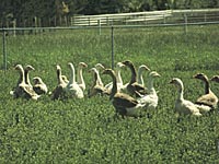 geese