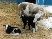 ewe and babies