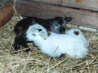 2-day old twins