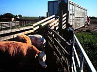 cattle hauler