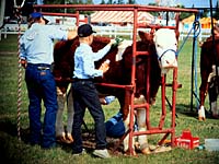 Cattle show