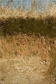 Soil Profile