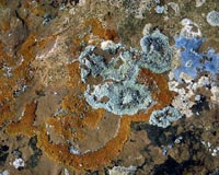 Lichens