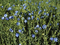 Flax Flowers