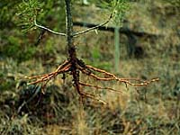 Jackpine Roots