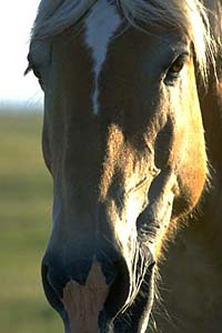 horse head