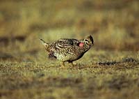 Sharp Tailed Grouse