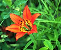 Tiger Lily